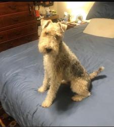 Lost Male Dog last seen Shamrock Loop and Cooper rd, Byhalia, MS 38611