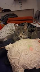 Lost Male Cat last seen Somerset drive, Lauderdale Lakes, FL 33311