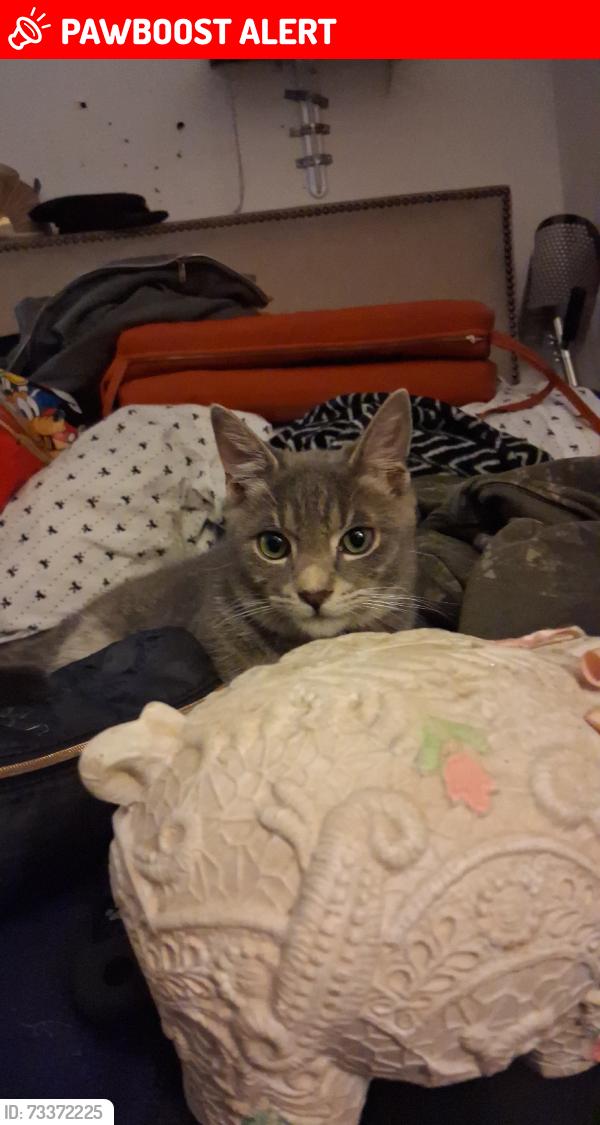 Lost Male Cat last seen Somerset drive, Lauderdale Lakes, FL 33311