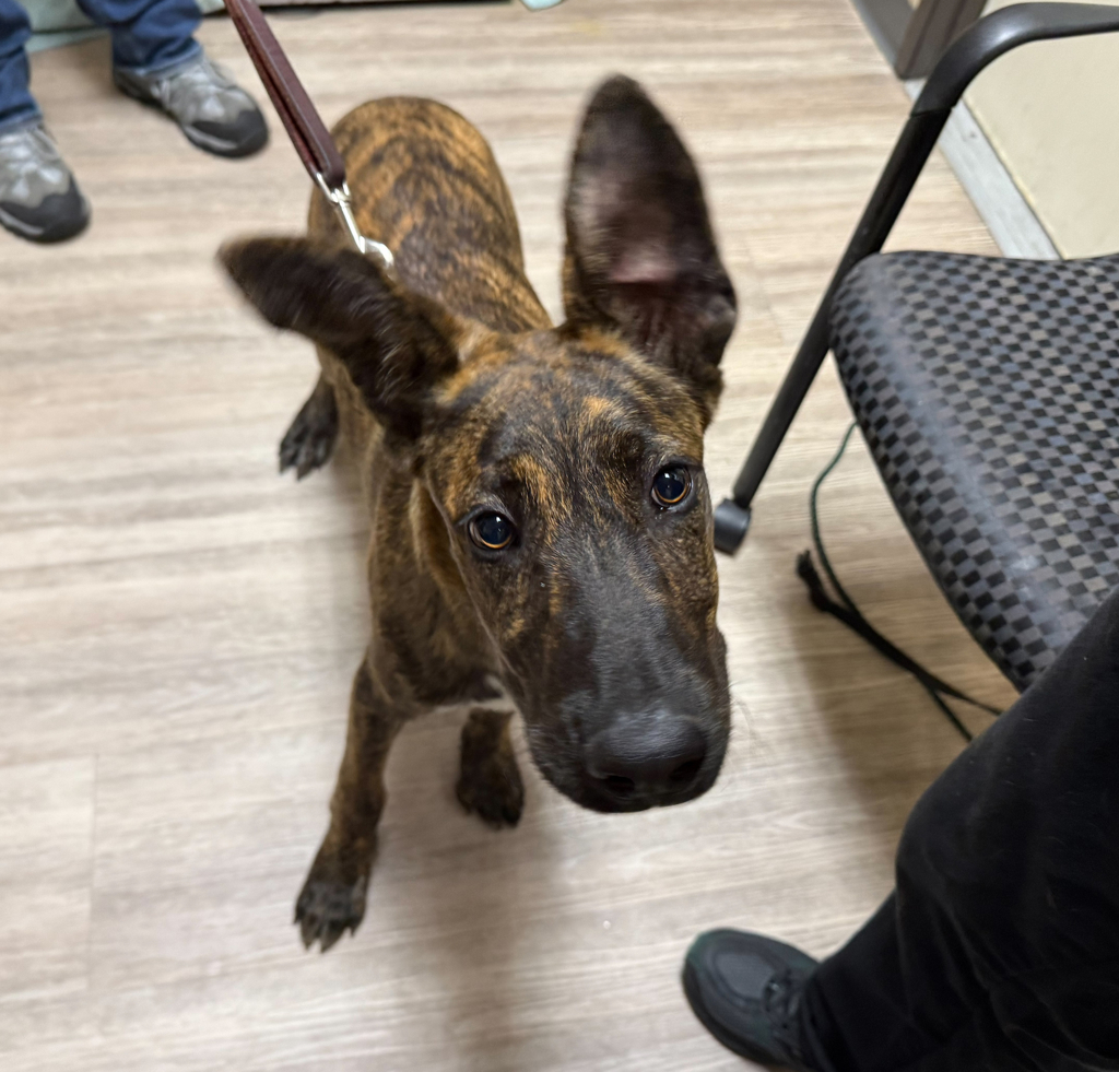 Shelter Stray Male Dog last seen Near Activity Way, Oceanside, CA, 92058, Oceanside, CA 92058, USA