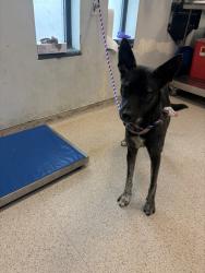 Shelter Stray Female Dog last seen Near Minna Street, BROOKLYN, NY, 11218, 326 E 110th St, New York, NY 10029, USA