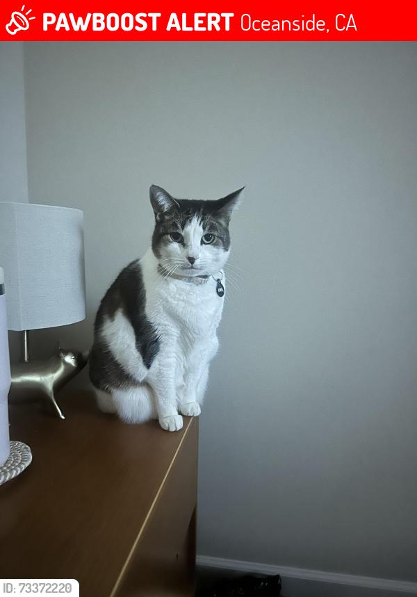 Lost Female Cat last seen Balboa dr, Oceanside, CA 92056