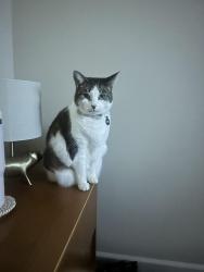 Lost Female Cat last seen Balboa dr, Oceanside, CA 92056