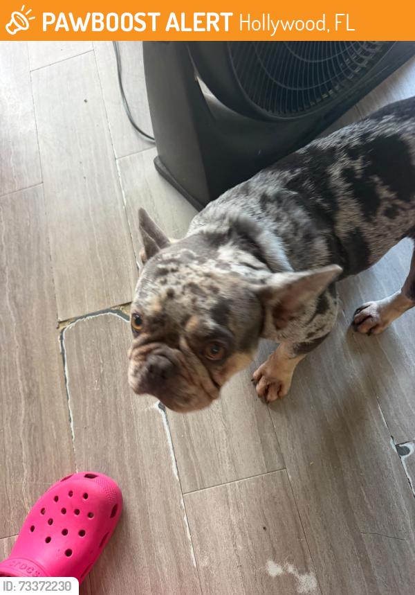 Found/Stray Female Dog last seen Near N 31st Ct, Hollywood, FL 33021, Hollywood, FL 33021