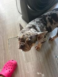Found/Stray Female Dog last seen Near N 31st Ct, Hollywood, FL 33021, Hollywood, FL 33021