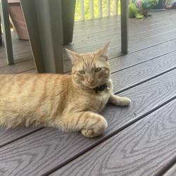 Lost Male Cat last seen Tropico and South Tropico, La Mesa, CA 91941