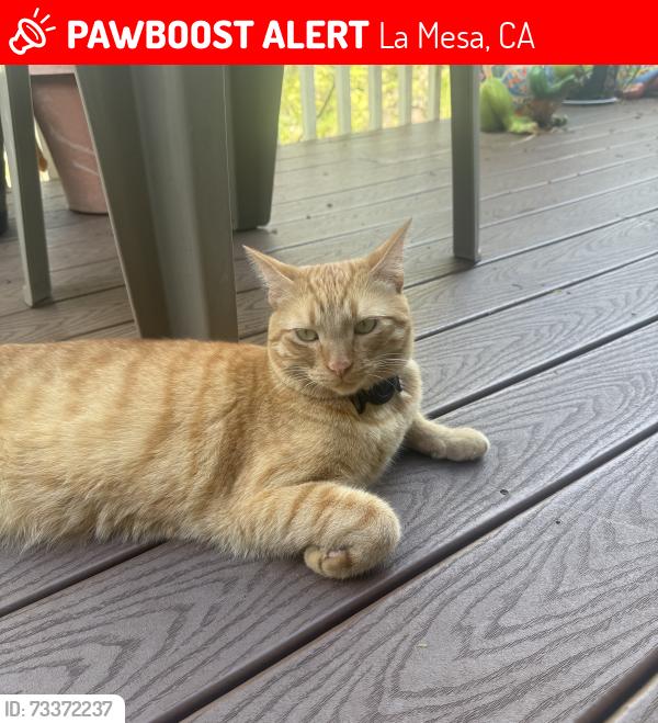 Lost Male Cat last seen Tropico and South Tropico, La Mesa, CA 91941