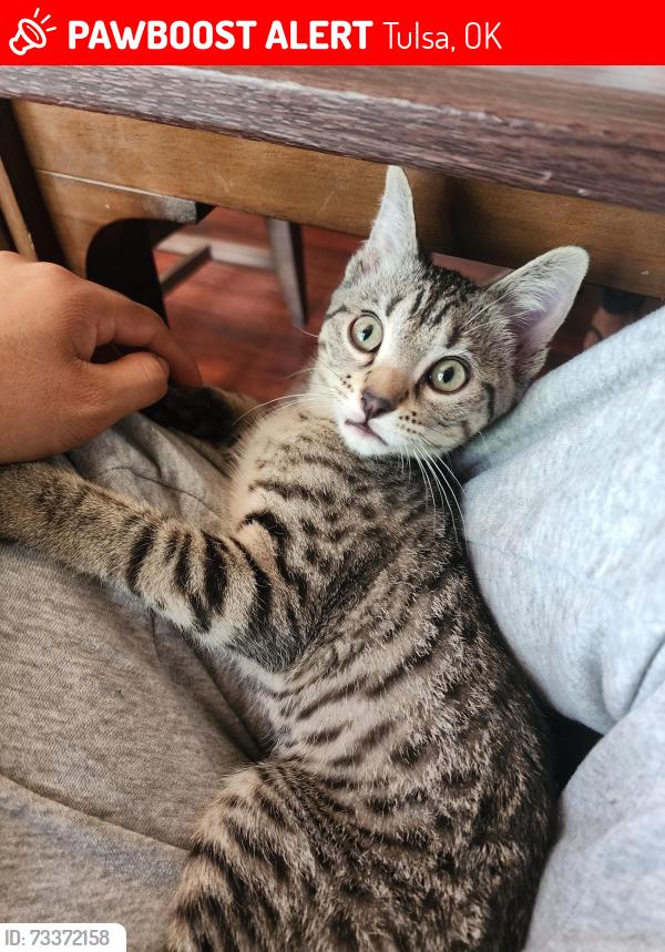 Lost Female Cat last seen Near E Independence St tulsa Oklahoma, Tulsa, OK 74115