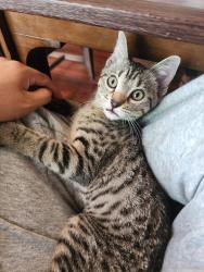 Lost Female Cat last seen Near E Independence St tulsa Oklahoma, Tulsa, OK 74115