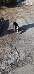 Found/Stray Male Dog last seen Holly and ennis Joslin by the electric station, Corpus Christi, TX 78414