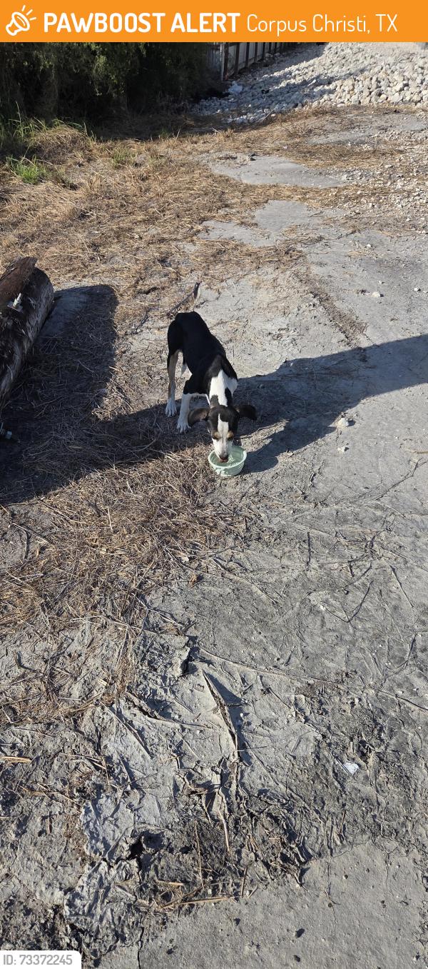 Found/Stray Male Dog last seen Holly and ennis Joslin by the electric station, Corpus Christi, TX 78414