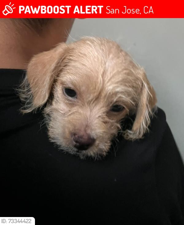 Lost Female Dog last seen White Rd and McKee Rd, San Jose, CA 95127