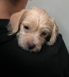 Lost Female Dog last seen White Rd and McKee Rd, San Jose, CA 95127