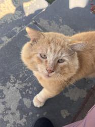 Found/Stray Male Cat last seen Near west 13th st, North Little Rock, AR 72114