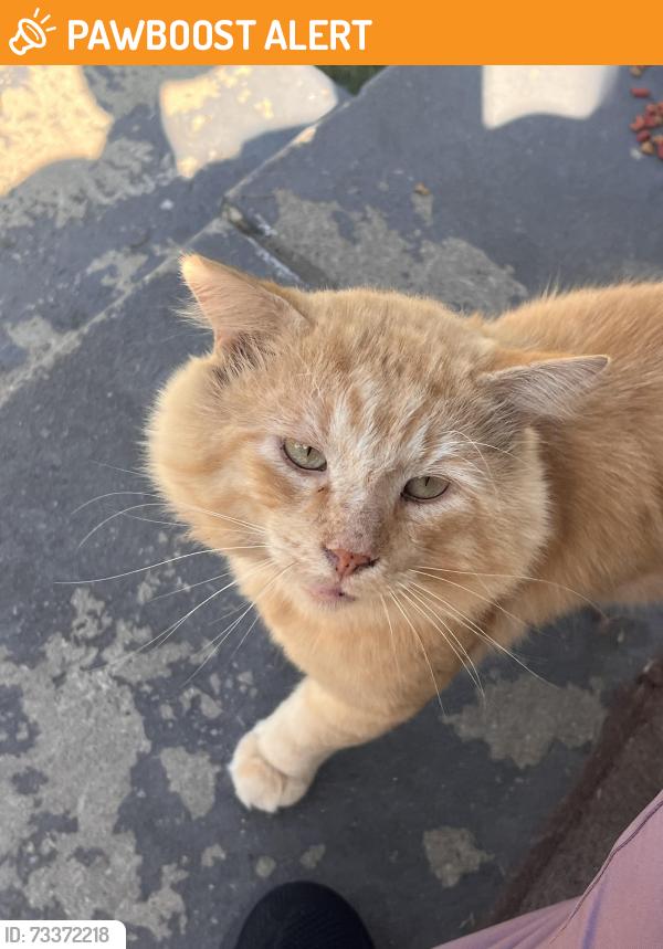 Found/Stray Male Cat last seen Near west 13th st, North Little Rock, AR 72114