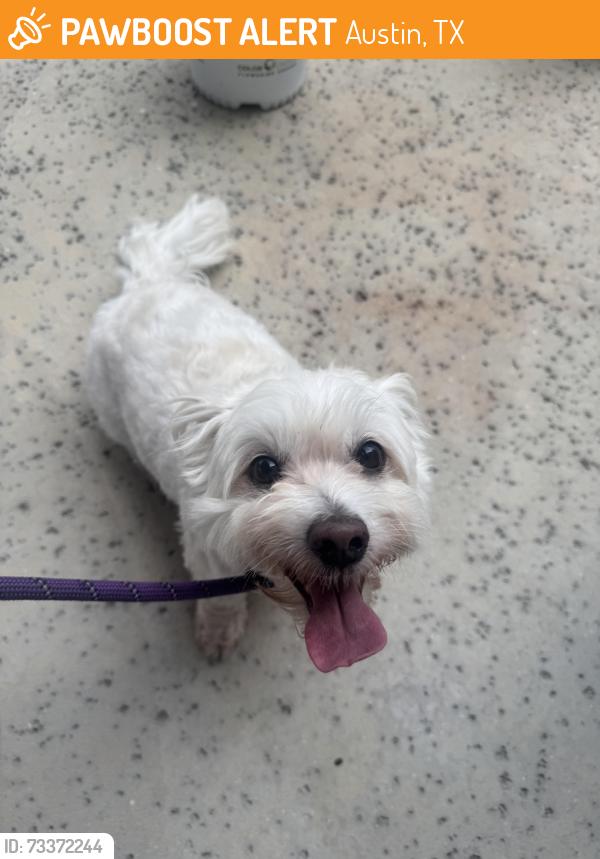 Found/Stray Female Dog last seen Found in the road on Cuernavaca near Demona, Austin, TX 78733