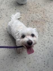 Found/Stray Female Dog last seen Found in the road on Cuernavaca near Demona, Austin, TX 78733