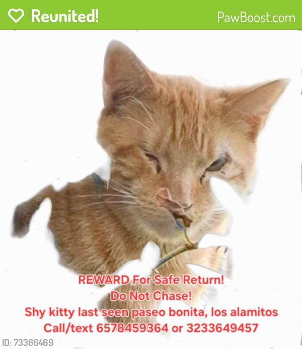 Reunited Male Cat last seen Paseo bonita, Bradbury los alamitos, Los Alamitos, CA 90720