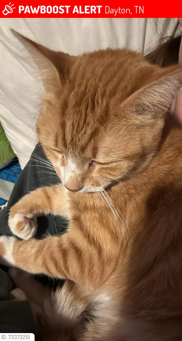 Lost Male Cat last seen Logtown road, Dayton, TN 37321