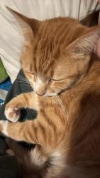 Lost Male Cat last seen Logtown road, Dayton, TN 37321
