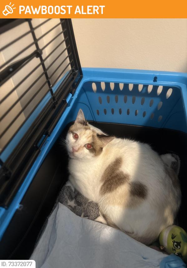 Found/Stray Female Cat last seen Jog road and Linton blvd Delray beach fl., Palm Beach County, FL 33472