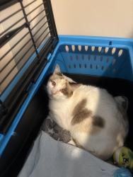 Found/Stray Female Cat last seen Jog road and Linton blvd Delray beach fl., Palm Beach County, FL 33472