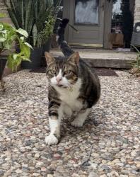 Lost Female Cat last seen Jimmy l elrod elementary, San Antonio, TX 78250