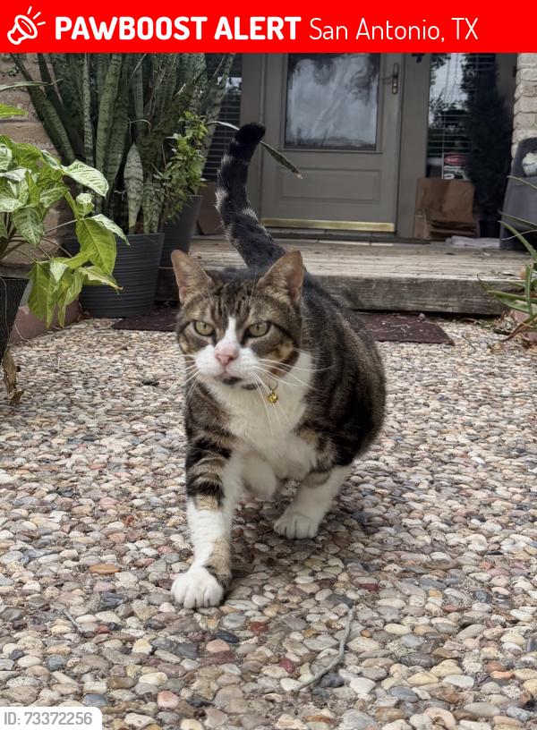 Lost Female Cat last seen Jimmy l elrod elementary, San Antonio, TX 78250