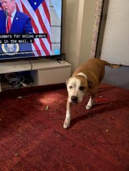 Found/Stray Male Dog last seen Combles parade, Matraville, NSW 2036