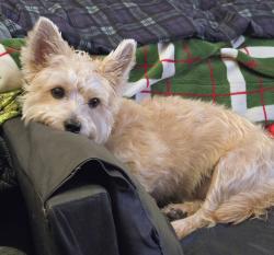 Reunited Male Dog last seen Chandon Dog Park, Herndon, VA 20170