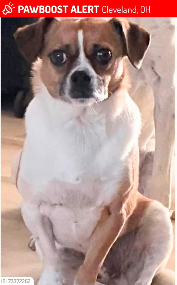 Lost Male Dog last seen Memphis/Tiedman, Cleveland, OH 44144