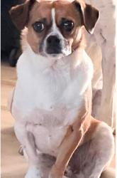 Lost Male Dog last seen Memphis/Tiedman, Cleveland, OH 44144