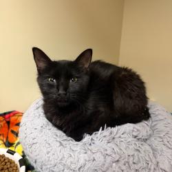 Shelter Stray Female Cat last seen , 8020 Washington St, Port Richey, FL 34668, USA