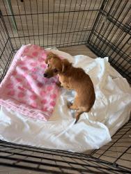 Found/Stray Female Dog last seen Near NW 9th Ct, Pompano Beach, FL 33069, Pompano Beach, FL 33069