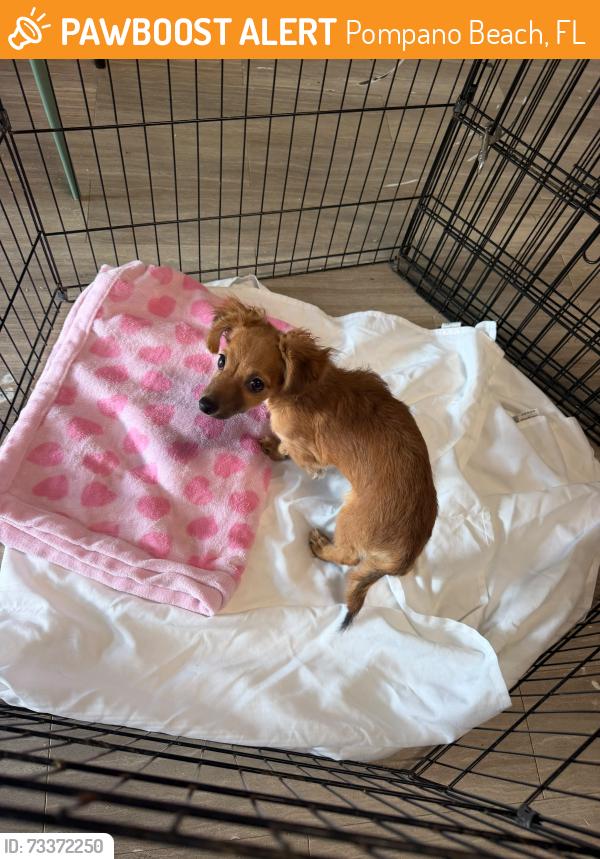 Found/Stray Female Dog last seen Near NW 9th Ct, Pompano Beach, FL 33069, Pompano Beach, FL 33069