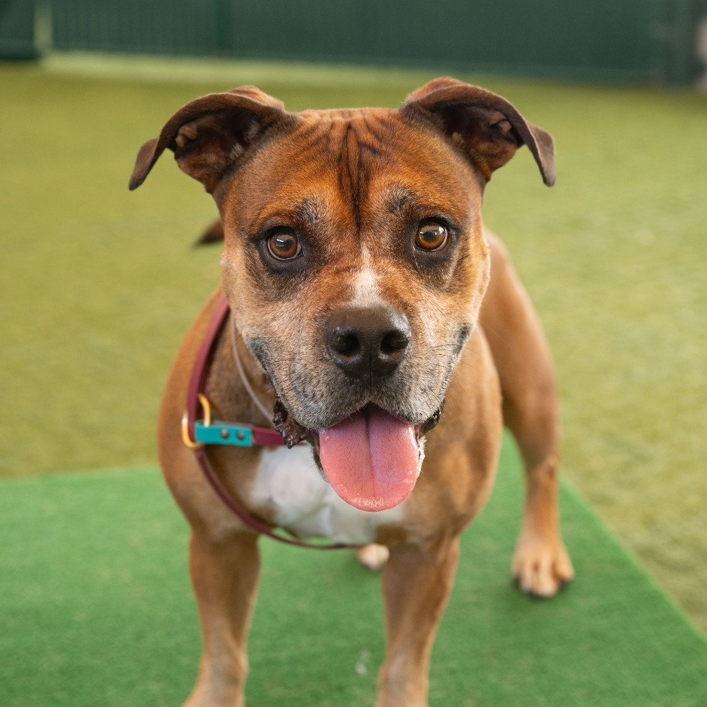 Shelter Stray Male Dog last seen , 361 S Raymond Ave, Pasadena, CA 91105, USA