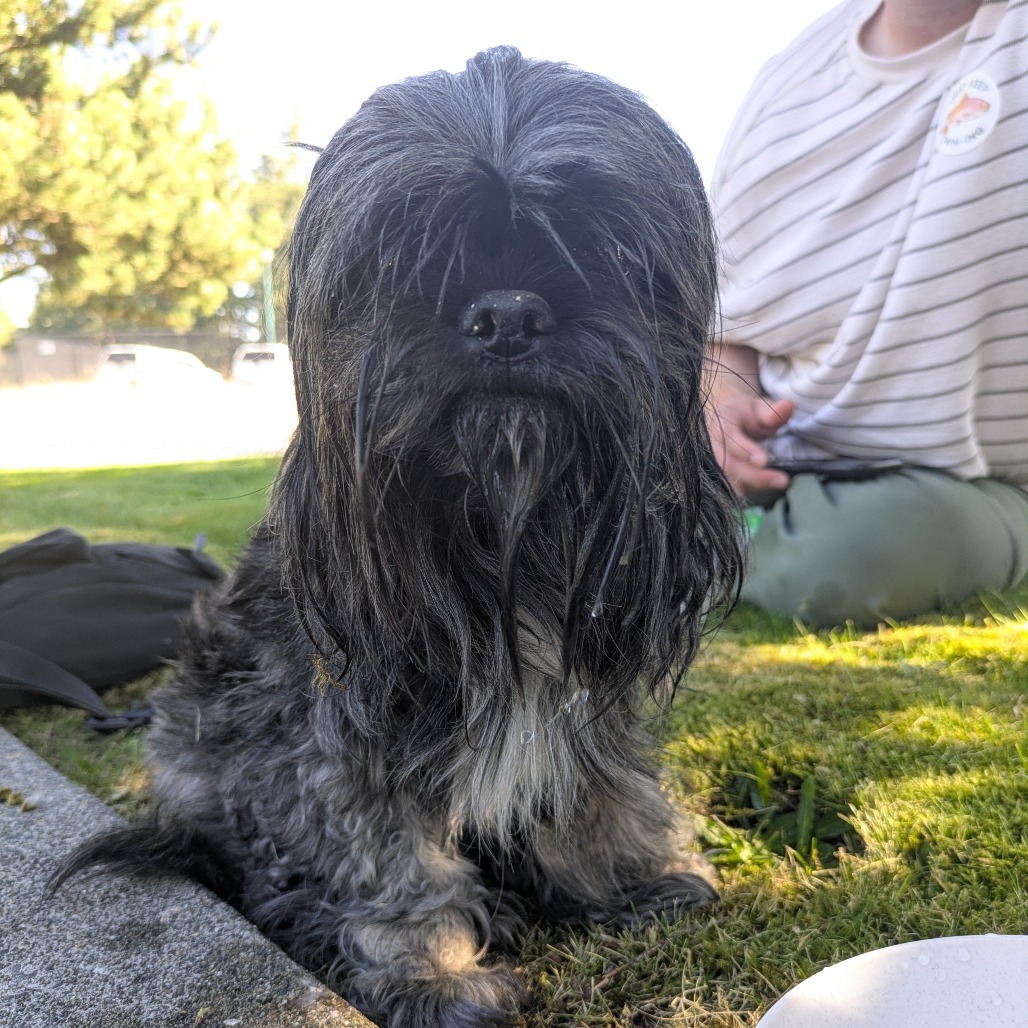 Shelter Stray Male Dog last seen , 2608 Center St, Tacoma, WA 98409, USA