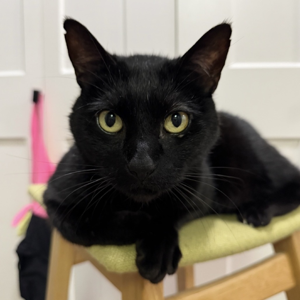 Shelter Stray Male Cat last seen , 2608 Center St, Tacoma, WA 98409, USA