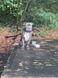 Found/Stray Male Dog last seen Mariott hotel back parking lot, College Park, GA 30337
