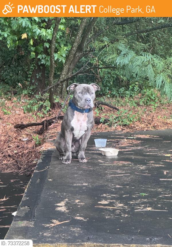 Found/Stray Male Dog last seen Mariott hotel back parking lot, College Park, GA 30337