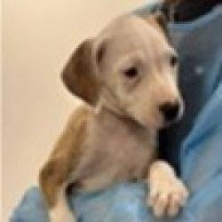 Shelter Stray Female Dog last seen , 3607 N Armenia Ave, Tampa, FL 33607, USA