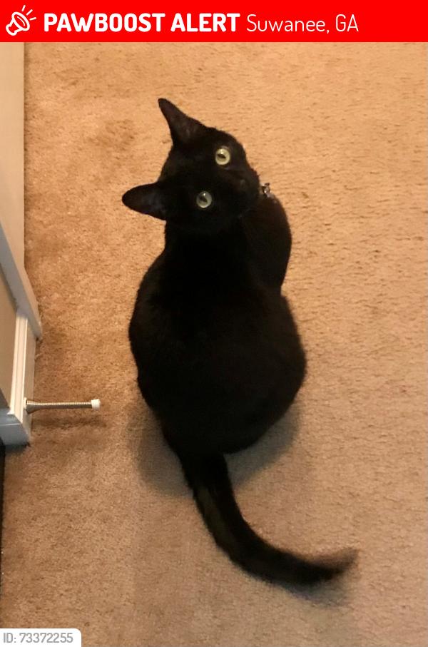Lost Male Cat last seen Off Whitehead Place Dr., Suwanee, GA 30024