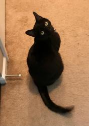 Lost Male Cat last seen Off Whitehead Place Dr., Suwanee, GA 30024