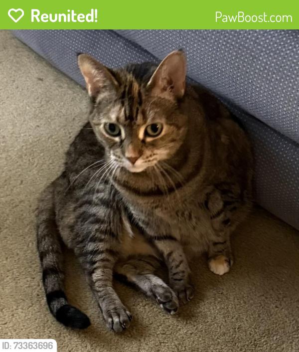 Reunited Female Cat last seen Marble Lane, Fairfax (Greenbriar), Fairfax, VA 22033