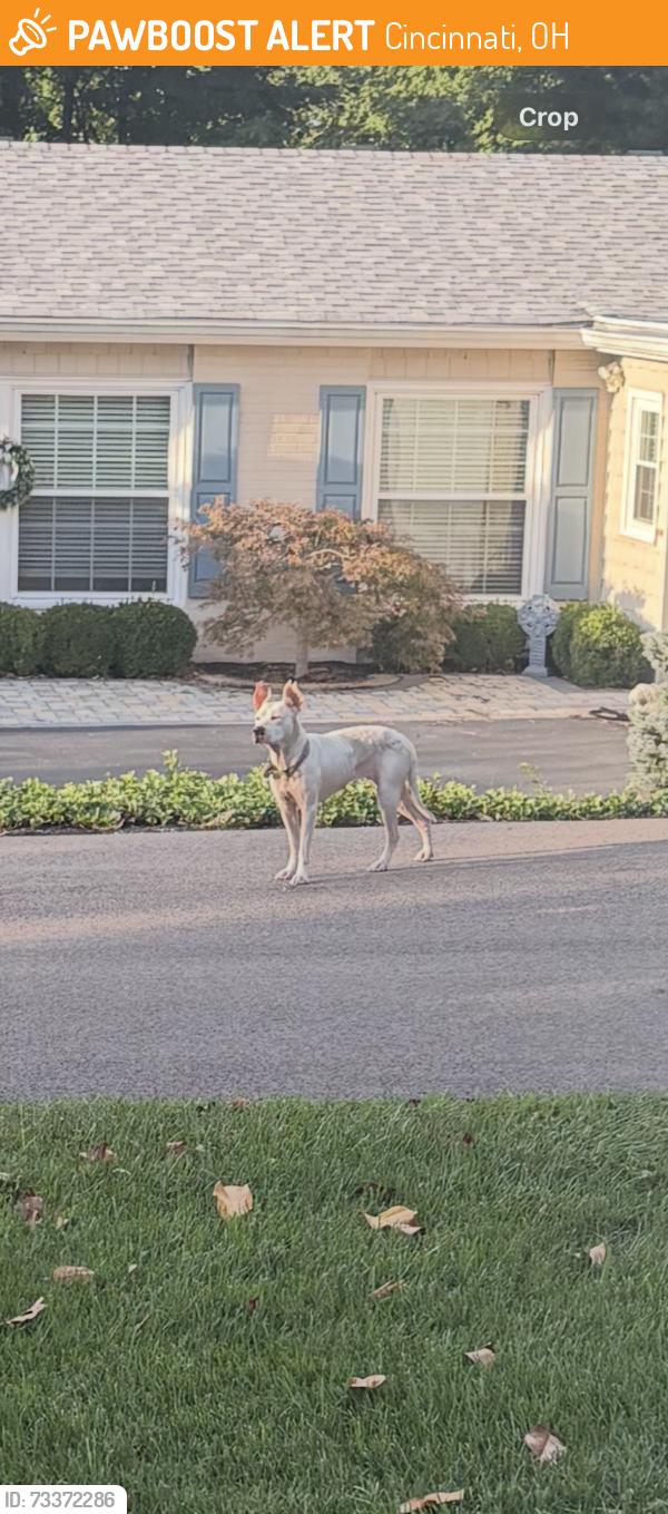 Found/Stray Unknown Dog last seen Tusculum and Catawba Valley, Cincinnati, OH 45226