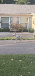 Found/Stray Unknown Dog last seen Tusculum and Catawba Valley, Cincinnati, OH 45226