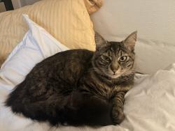 Lost Male Cat last seen Los Alamitos Maple St and Green, Los Alamitos, CA 90720