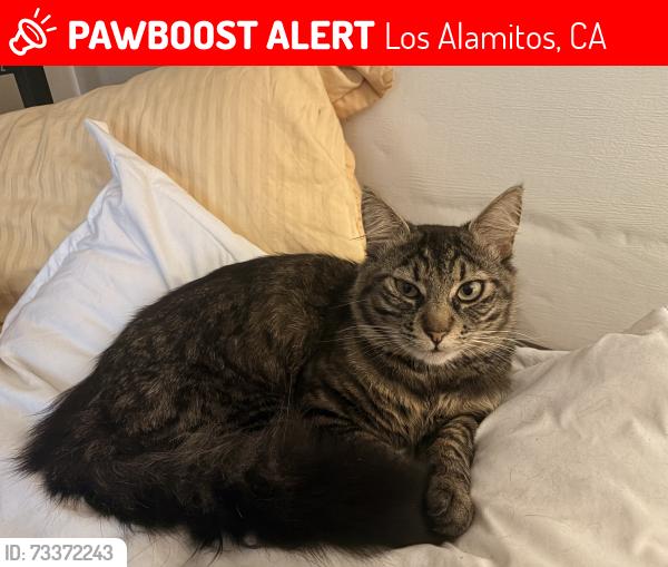 Lost Male Cat last seen Los Alamitos Maple St and Green, Los Alamitos, CA 90720