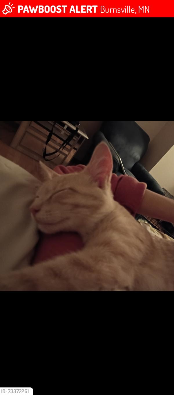 Lost Male Cat last seen Rolling oaks drive, Burnsville, mn, Burnsville, MN 55337
