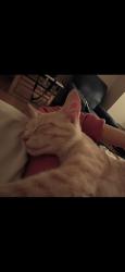 Lost Male Cat last seen Rolling oaks drive, Burnsville, mn, Burnsville, MN 55337